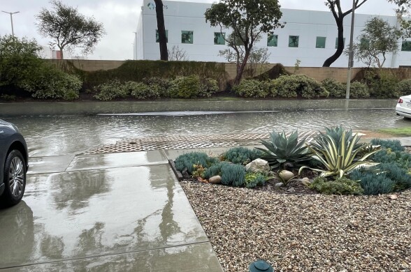 The sewage spill in the daytime as it overs the street. There is a wet driveway and front lawn plants.