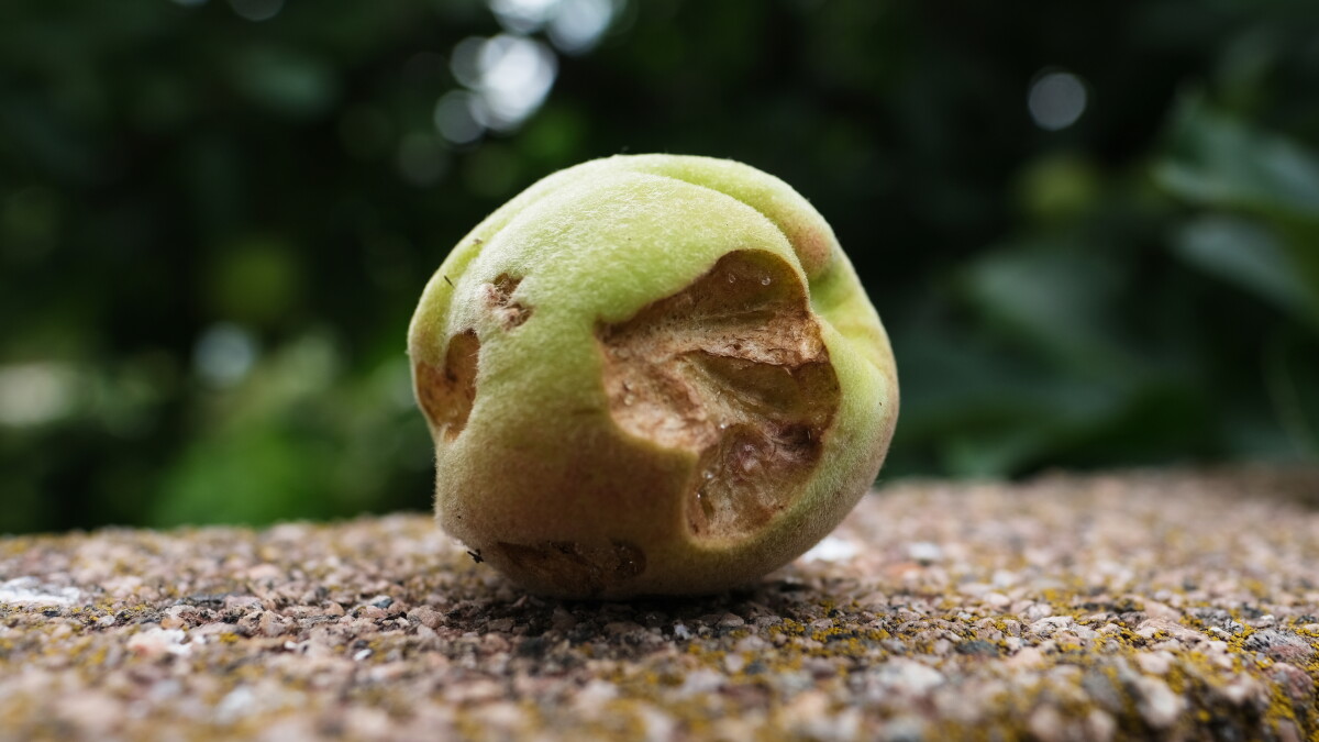 Squirrels Are Eating All Of My Backyard Fruit! What Can I Do? - Vimarsana News