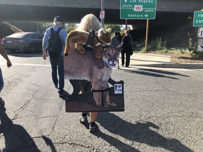 Beth Pratt starts her journey with a mountain lion tracking collar around her neck and a cardboard cutout of P-22 on her back.