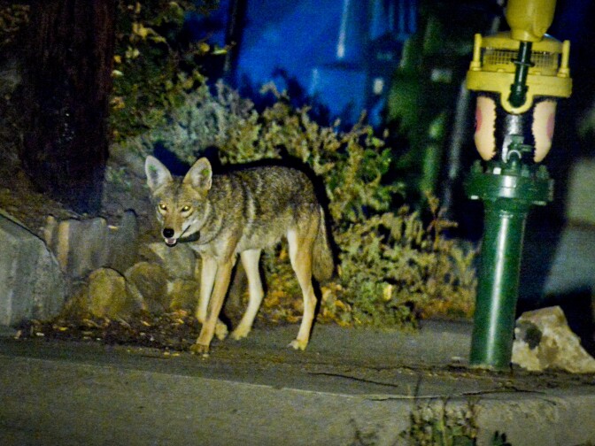Coyote C145 walks near a construction site in the Silver Lake neighborhood near downtown Los Angeles late Wednesday evening June 3rd. 

National Park Service Ecologist Justin Brown tracks coyotes living near downtown Los Angeles late Wednesday night June 3 and early Thursday morning June 4, 2015, in Los Angeles, CA. Some of the coyotes are fitted with radio collars.