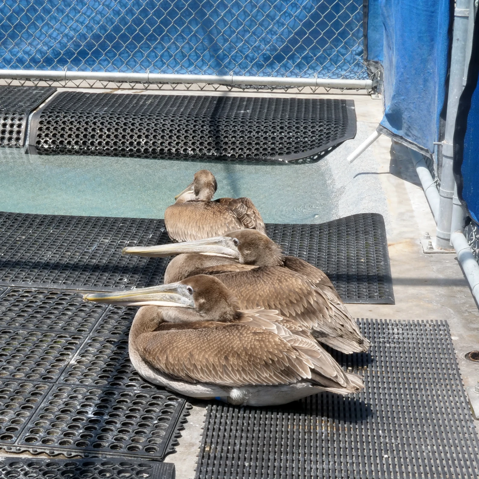 Sick brown pelicans flood Huntington Beach wildlife facility. How you can help Some of the sick brown pelicans being cared for by the nonprofit.(Newt Likier/Wetlands and Wildlife Care Center)