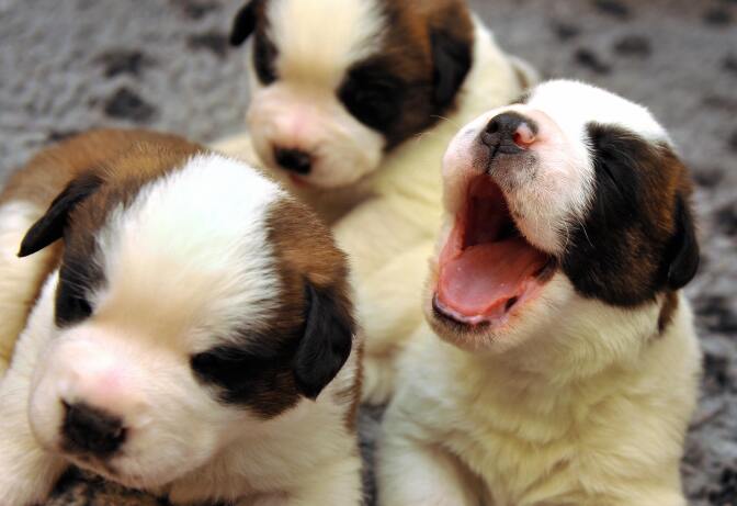 Two-week-old puppies play on June 4, 2009 at the Barry Foundation Great St. Bernard breeding kennels in Martigny, Western Switzeland.
