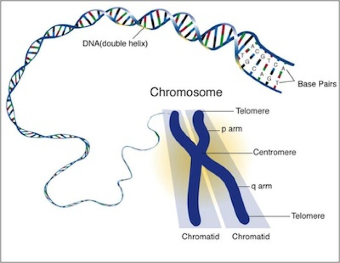 DNA shown unwinding from a chromosome