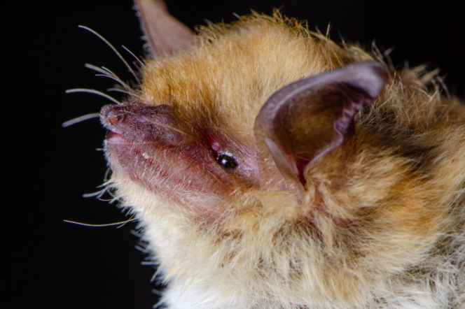 A bat with yellow and gold hair with two long ears and a pink snout. 