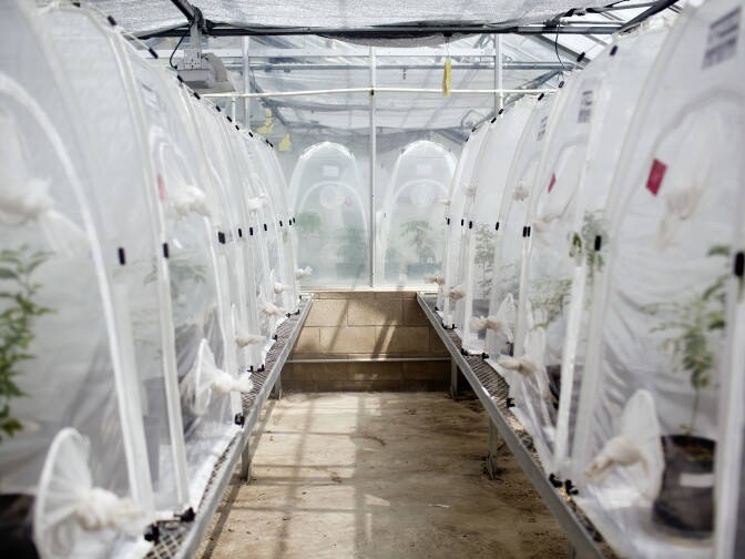 Four rooms with 30 cages store plants where the wasps grow.