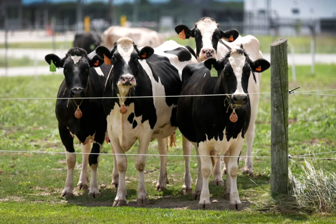 Dairy cows stand in a field outside of a milking barn at the U.S. Department of Agriculture's National Animal Disease Center research facility in Ames, Iowa.