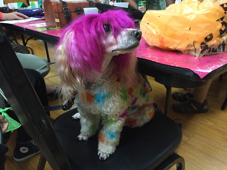 Heather the pup prepares for her Doodah queen audition