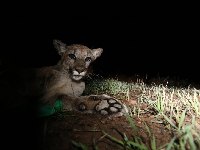 P-34 seen waking up after being collared by National Park Service researchers on Dec. 19, 2014. She had been spotted under a trailer in a mobile home park in Newbury Park, according to the Park Service.