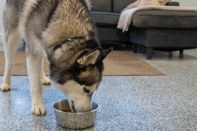 A husky mix is eating from a bowl in a room with a couch.
