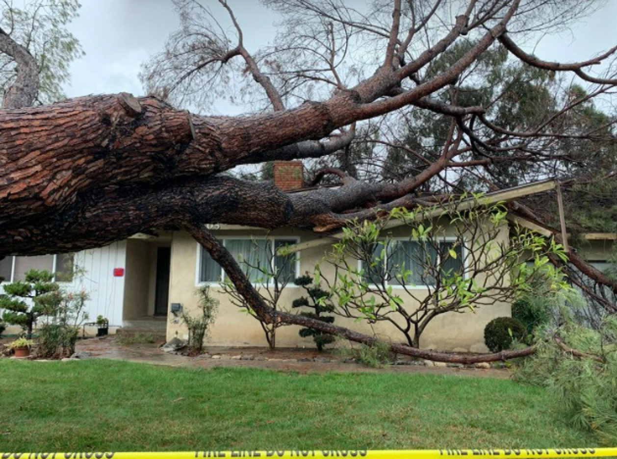 A huge tree collapsed onto a house.