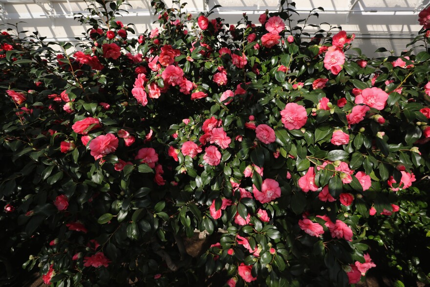 A tall, thick bush with green leaves and pink flowers.