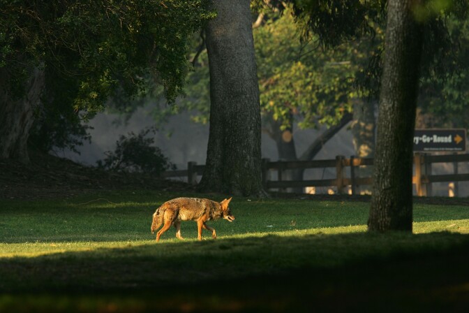LOS ANGELES, CA - MAY 09:  A coyote walks through Griffith Park, the nation's largest urban park, after fleeing flames on May 9, 2007 in Los Angeles, California. The Griffith Observatory, Los Angeles Zoo, Travel Town, and various other park features were threatened but did not burn in the wildfire that broke out yesterday afternoon and forced nearby residents to evacuate their homes later that night. So far the fire has consumed 840 acres of brush and is 40 percent contained by firefighters. Five fires have broken out in the park, which is mostly native chaparral habitat open space, since December including one near the landmark Hollywood sign. Los Angeles is experiencing the driest rain season since records began in 1887. Two years ago, the city had its second-wettest winter.  (Photo by David McNew/Getty Images)