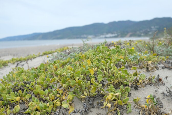 Small light green plants top a sandy dune. 
