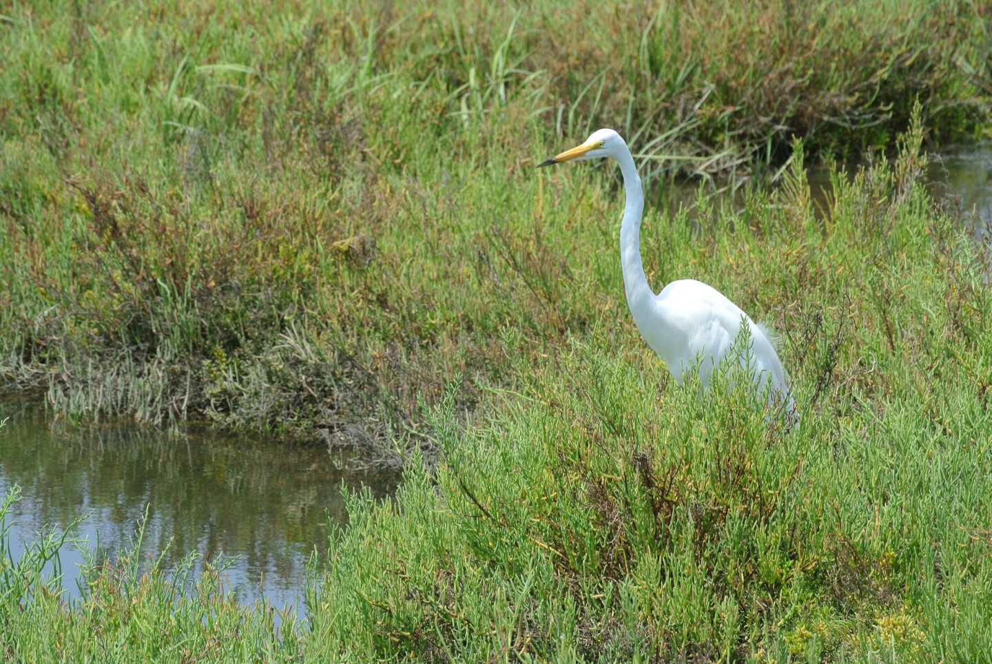 Egret in wetlands