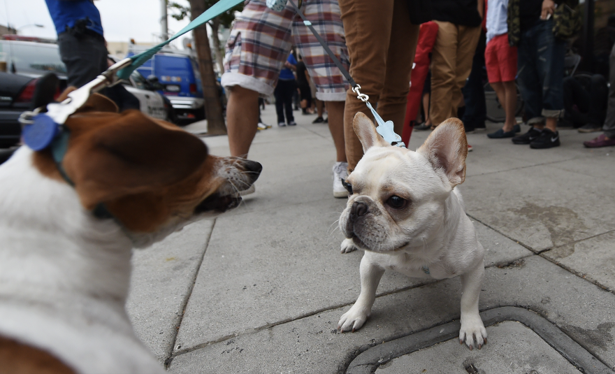 A light-colored french bulldog faces off with a multicolored dog with longer ears.