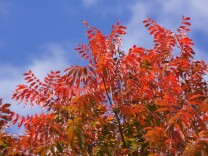 The bright red autumn leaves of a Chinese pistachio tree in Brisbane, Australia.