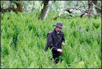 Ryan O'Malley, chef at Elements Food and Spirit in St. Johnsbury, Vt., walks through a field of ostrich ferns in search of fiddleheads, the furled baby ferns he serves at the restaurant.