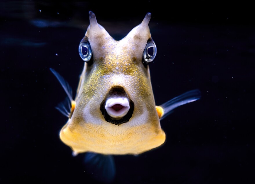 A yellow and blue tropical fish faces the camera head-on in this photo - though since its eyes are on the sides of its head, it's hard to say it's staring at the camera.