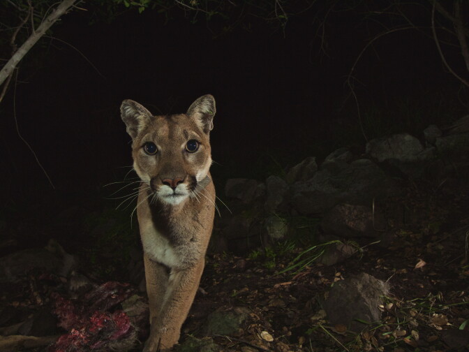 A mountain lion approaches the lense of a camera. Supporters of the corridor argue the structure would greatly reduce the number of mountain lion deaths caused by vehicle collisions.