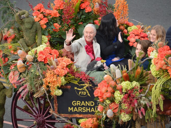 PASADENA, CA - JANUARY 01:  Primatologist Dr. Jane Goodall (L) participates in the 124th Tournamernt of Roses Parade on January 1, 2013 in Pasadena, California.  (Photo by Alberto E. Rodriguez/Getty Images)