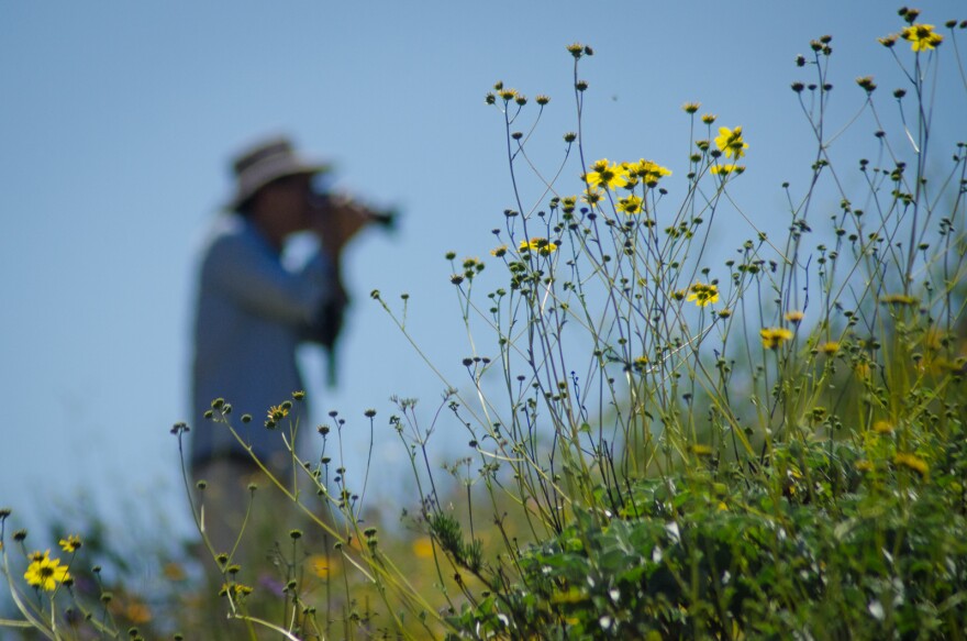 The Metropolitan Water District had to close the wildflower trail at Diamond Valley Lake in Hemet, California for several days to avoid damage to the area after thousands of people came during the superbloom this spring, many of them wandering off trail in pursuit of photographs, selfies, and a more intimate wildflower experience, March 30, 2017.