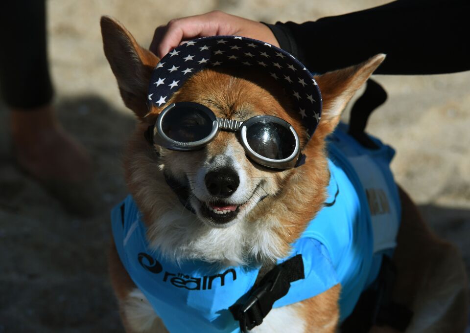 Surf dog Jojo the Corgi waits for her heat during the 9th annual Surf City Surf Dog event at Huntington Beach, California on September 23, 2017.