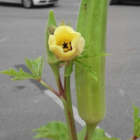 Okra flower as its petals are closing.