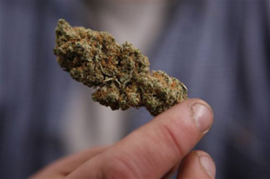 In this Oct. 22, 2009 file photo, a bud of legally grown marijuana is held by a cancer patient, in Portland, Maine. It's not easy to tell the difference between legal medical marijuana and illegal recreational pot.