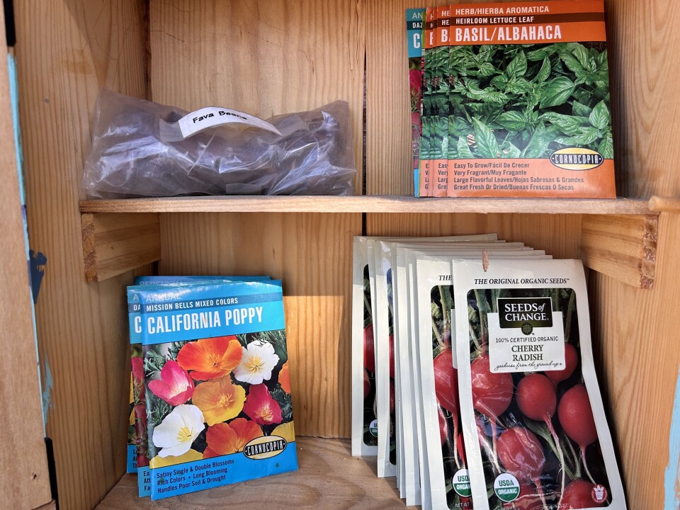 The interior of a wooden box with a shelf cutting through the middle. Several packets of seeds are arranged on the top and bottom levels facing outwards towards the camera.