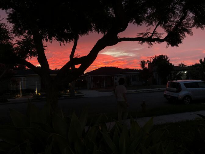 A pink sunset with the silhouette of a tree visible.