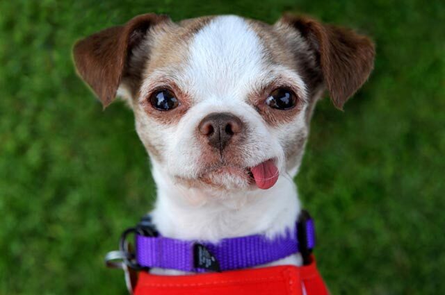 Cute_Dog_face.jpg