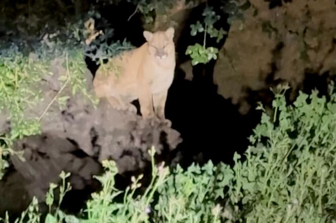 A golden brown cat is seen surrounded by shrubbery with the spotlight on it.