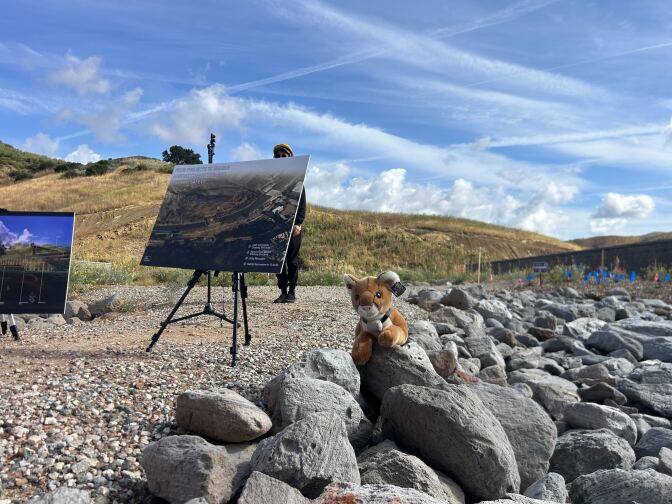 A small mountain lion plush doll sits on a bed of rocks. Behind the toy stands two easels with graphic renderings of a bridge. 
