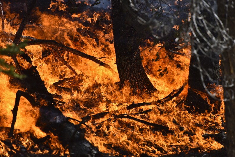Flames burn understory during a burnout operation along Jenks Lake Road Thursday afternoon at the Lake Fire. 