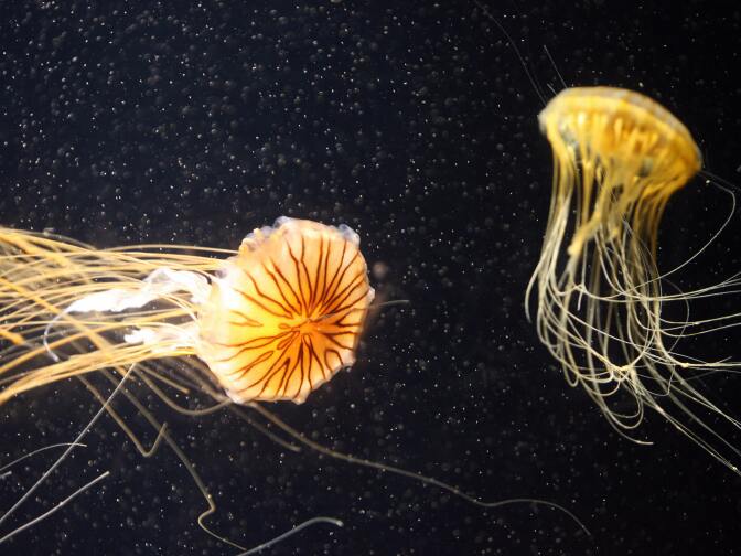Pacific sea nettles swim in the Aquarium of the Pacific in Long Beach, California in November 2006.