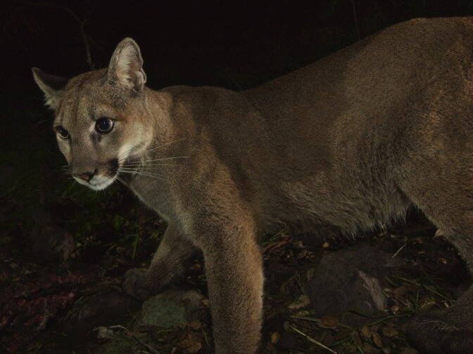 Two nearly grown mountain lion kittens and their mother were recently spotted at the western end of the Santa Monica Mountains by remote camera.