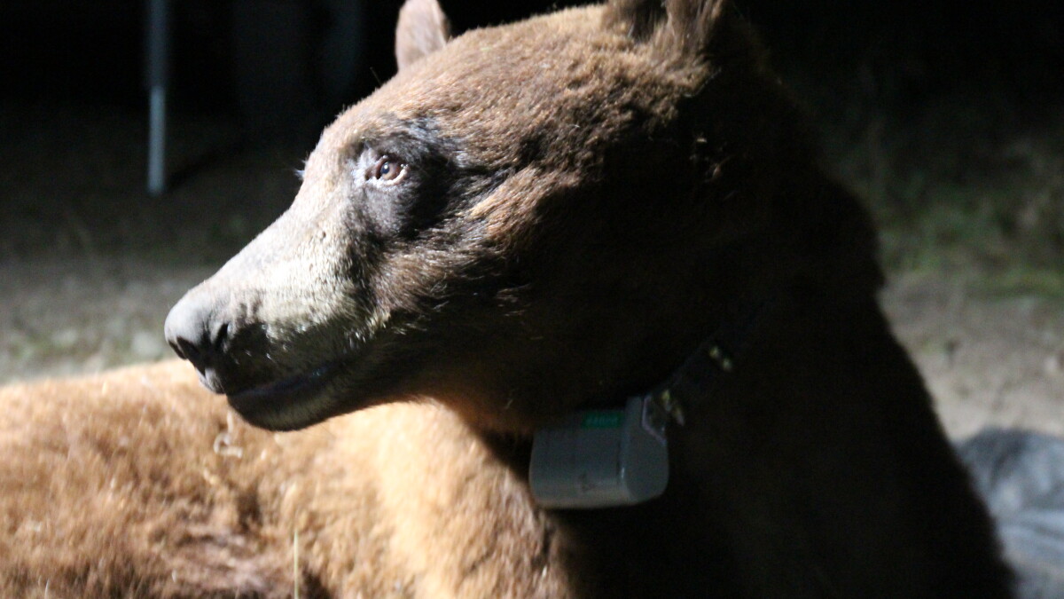 BB-12, The Loner Black Bear Of The Santa Monica Mountains, Has Died - Vimarsana News