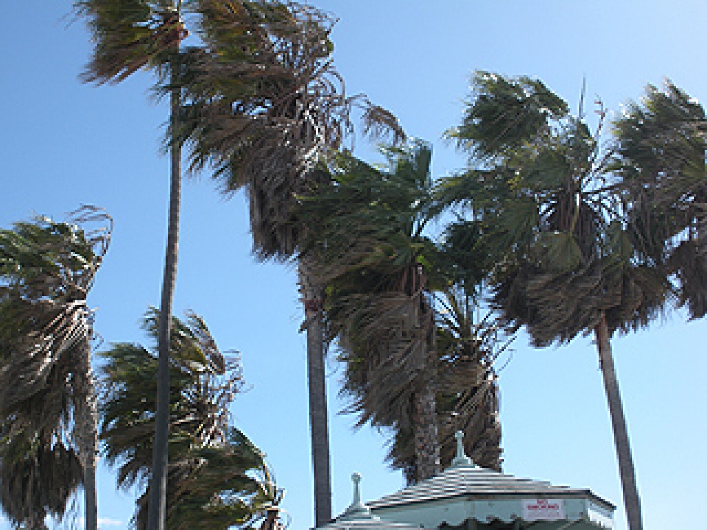wind_trees_venice.jpg