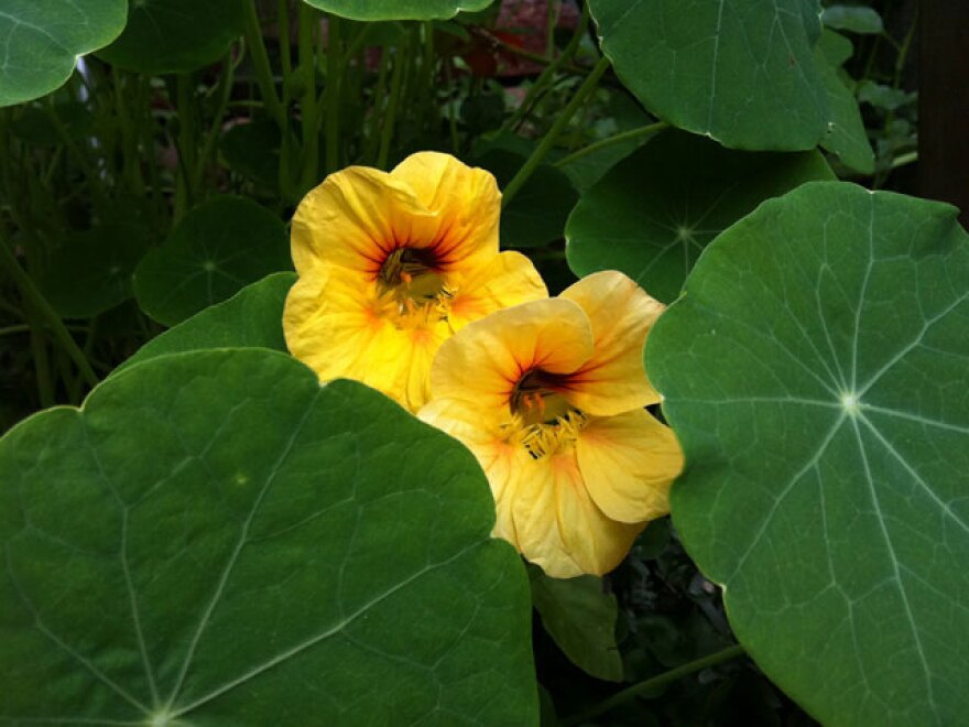 nasturtiums.jpg
