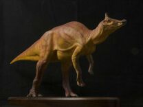 A rendering of how scientists think the Augustynolophus morrisi dinosaur looked.
