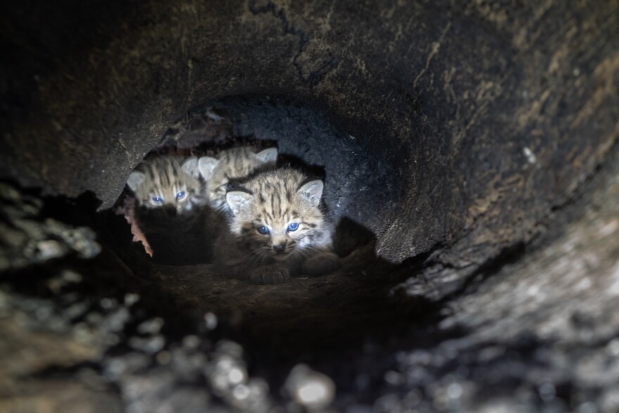 An image of bobcat kittens in their tree den.