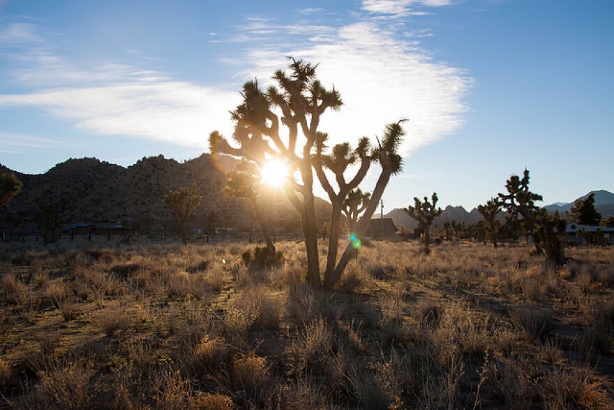 A Joshua tree limned by the sunset.