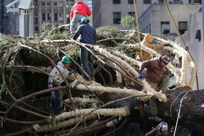 Workers prepare the Rockefeller Center Christmas tree before standing it up on November 14, 2012 in New York City.