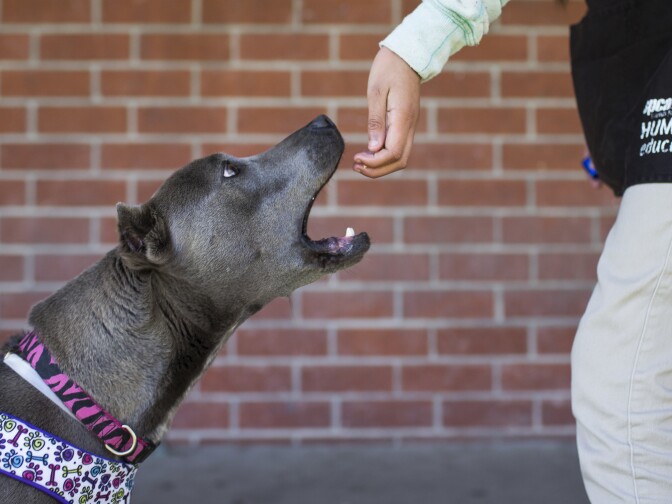 Eighth grader Breanna de la Cruz feeds a treat to Diamond during spcaLA's humane education after-school program at Bunche Middle School in Compton on Tuesday afternoon, March 8, 2016. students teach each dog the skills that may lead a person to adopt it as a pet: sitting, laying down, making eye contact.