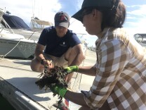 Smithsonian scientists Andy Chang and Elena Hunynh pull up plastic panels covered with marine life from Peter's Landing Marina in Huntington Beach. 