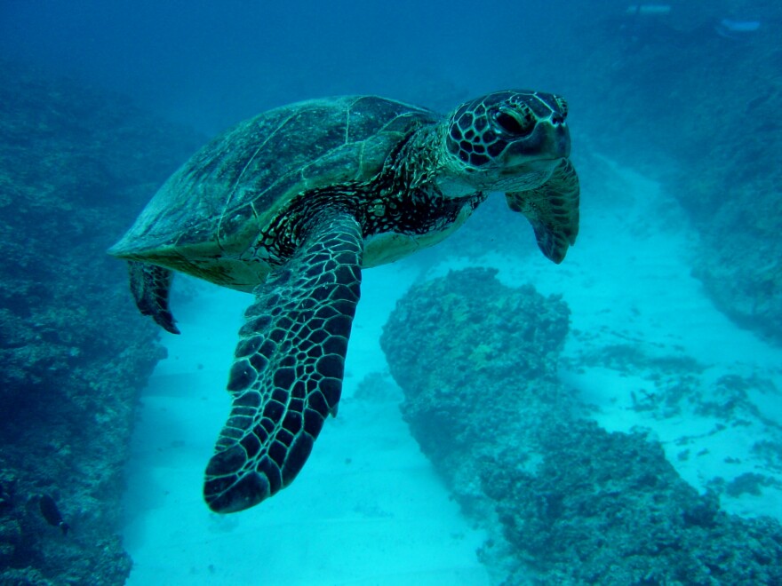 A sea turtle looks toward the camera from underwater