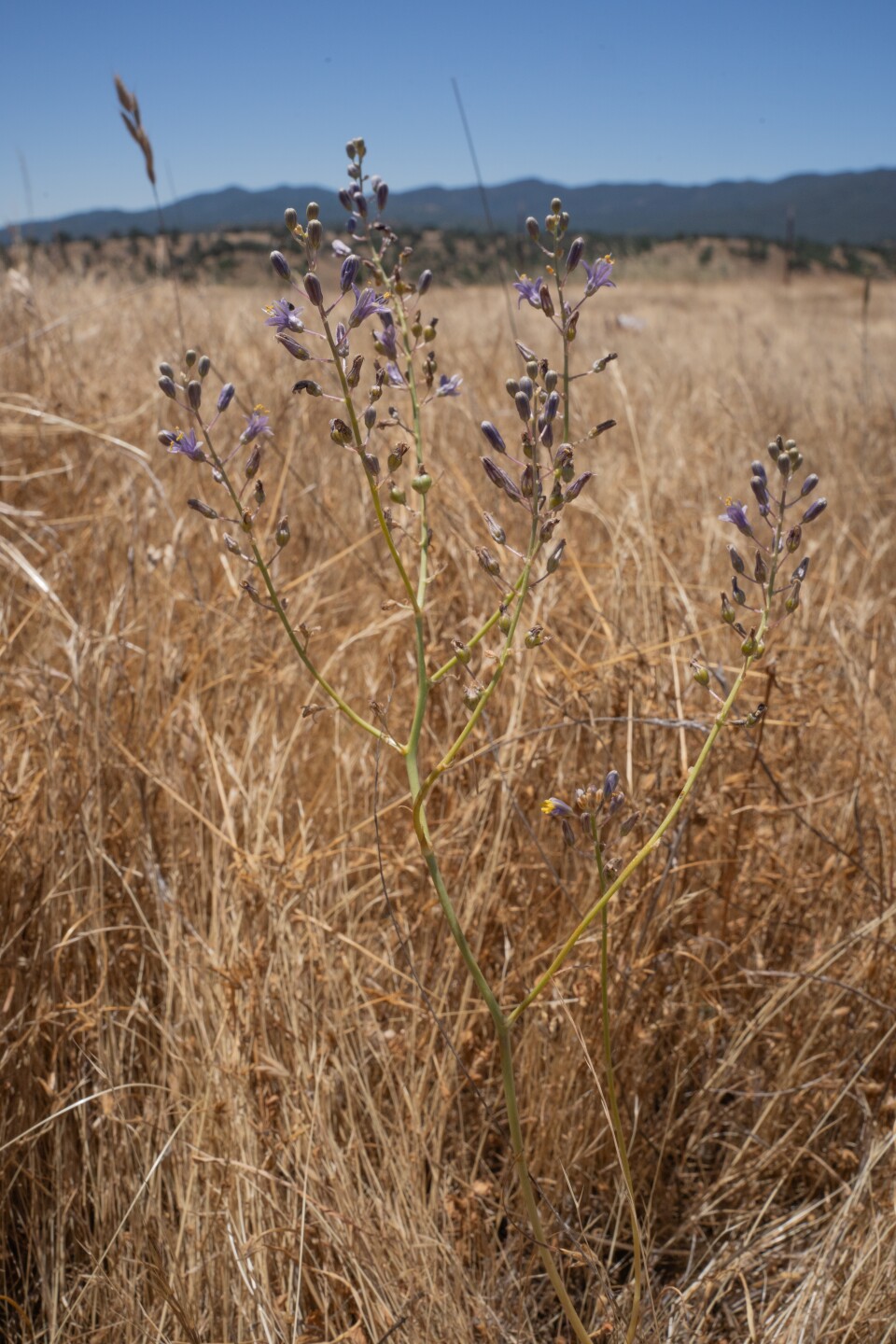 A stem with several thing branches, each with closed purple bulbs and open purple lilies is surrounded by tall, light brown grass. 