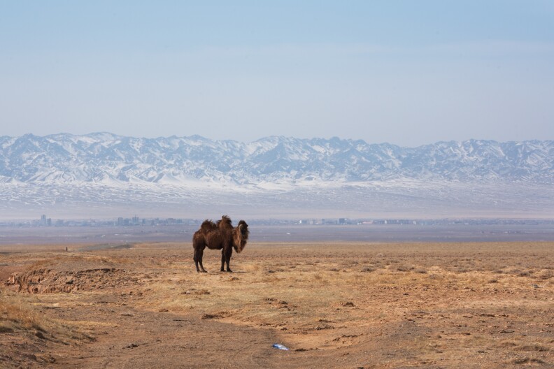 A Bactrian camel grazes alongside the road in Mongolia's Omnogovi province, where Bulgan Soum is located.