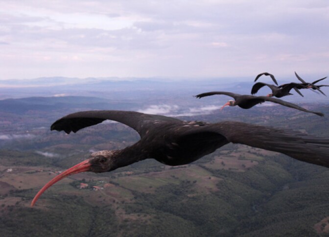 Ibises flying in formation