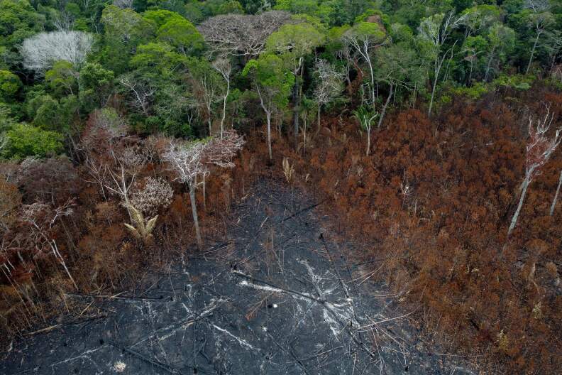 At the top of the image, tall, lush trees with green leaves stand together in a forest. They border an area where deforestation has occurred, marked by burnt leaves and gray ash on the ground.